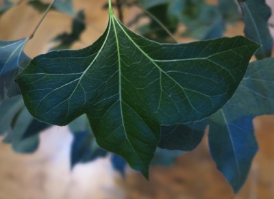 Brachychiton populneus - brachychiton topolový - list